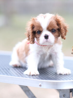 คาวาเลีย , เพศผู้ เกิดมาจากพ่อแม่นำเข้า กะโหลกใหญ่ สีเข้มสวย ร่าเริงวิ่งเล่นเก่ง สายเลือดดี