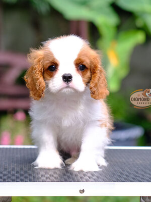 คาวาเลีย , เพศผู้ เกิดมาจากพ่อแม่นำเข้า กะโหลกใหญ่ สีเข้มสวย ร่าเริงวิ่งเล่นเก่ง สายเลือดดี